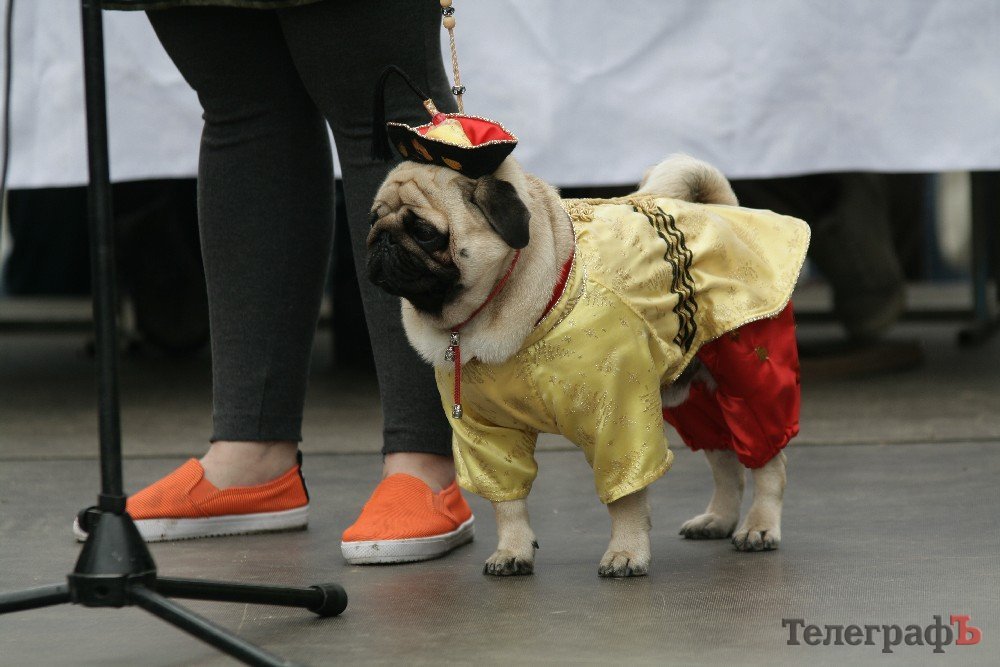 Парад животных в Кременчуге: голосование за участников Парад животных в Кременчуге: голосование за участников