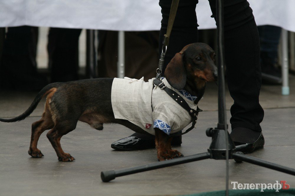 Парад животных в Кременчуге: голосование за участников Парад животных в Кременчуге: голосование за участников