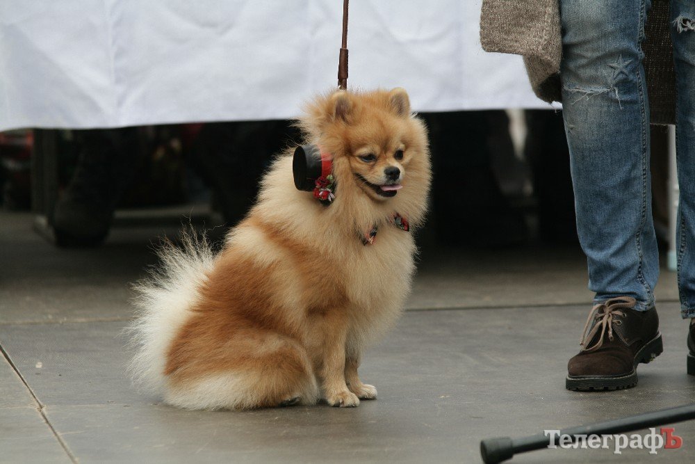 Парад животных в Кременчуге: голосование за участников Парад животных в Кременчуге: голосование за участников