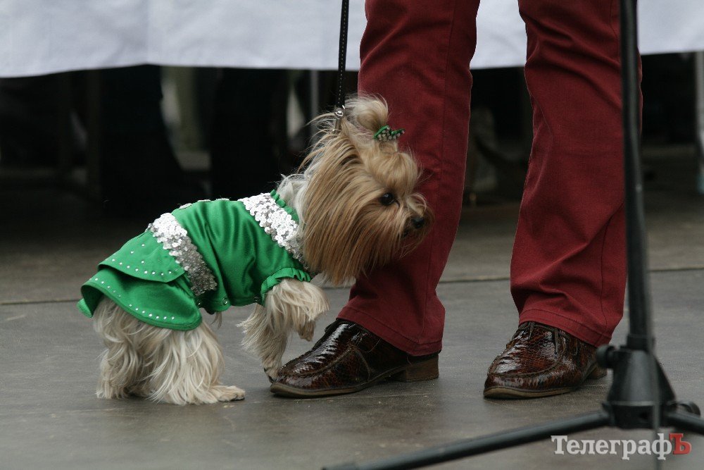 Парад животных в Кременчуге: голосование за участников Парад животных в Кременчуге: голосование за участников