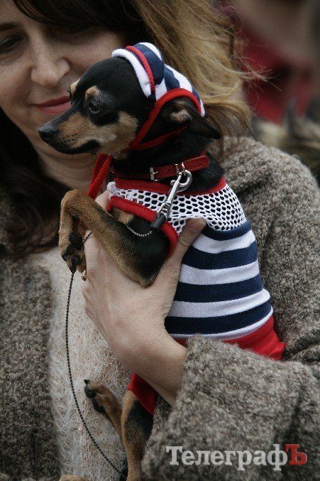 Парад животных в Кременчуге: голосование за участников Парад животных в Кременчуге: голосование за участников