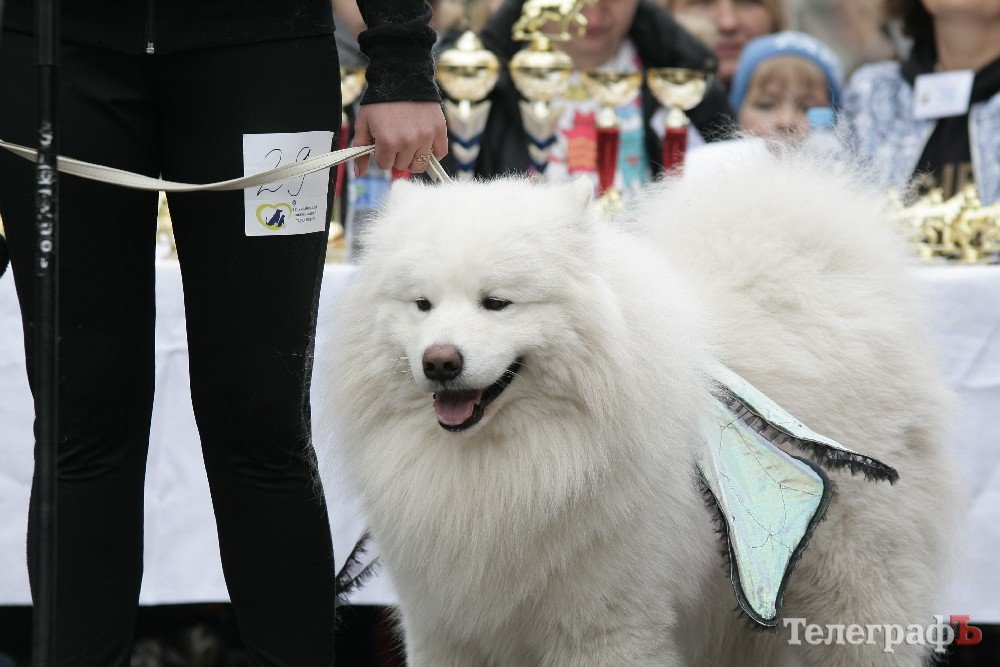 Парад животных в Кременчуге: голосование за участников Парад животных в Кременчуге: голосование за участников