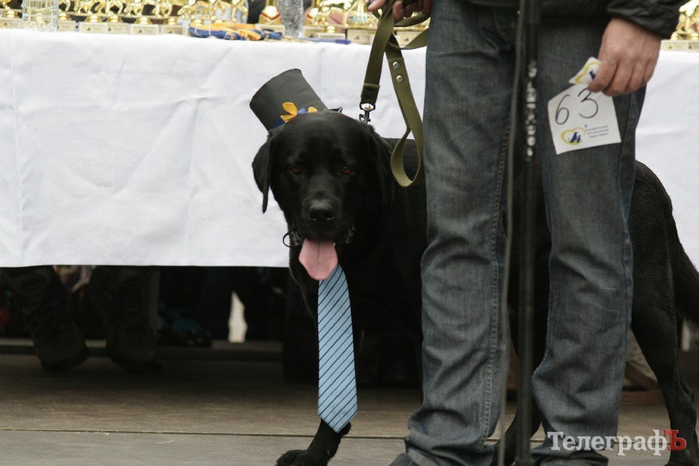 Парад животных в Кременчуге: голосование за участников Парад животных в Кременчуге: голосование за участников