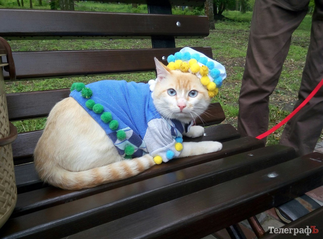 Парад животных в Кременчуге: голосование за участников Парад животных в Кременчуге: голосование за участников