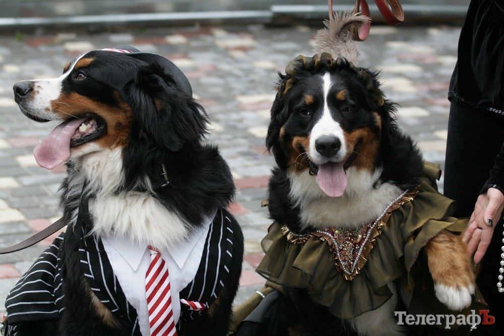 Таких Деда Мороза и Снегурки кременчужане еще, точно, не видали! Таких Деда Мороза и Снегурки кременчужане еще, точно, не видали!