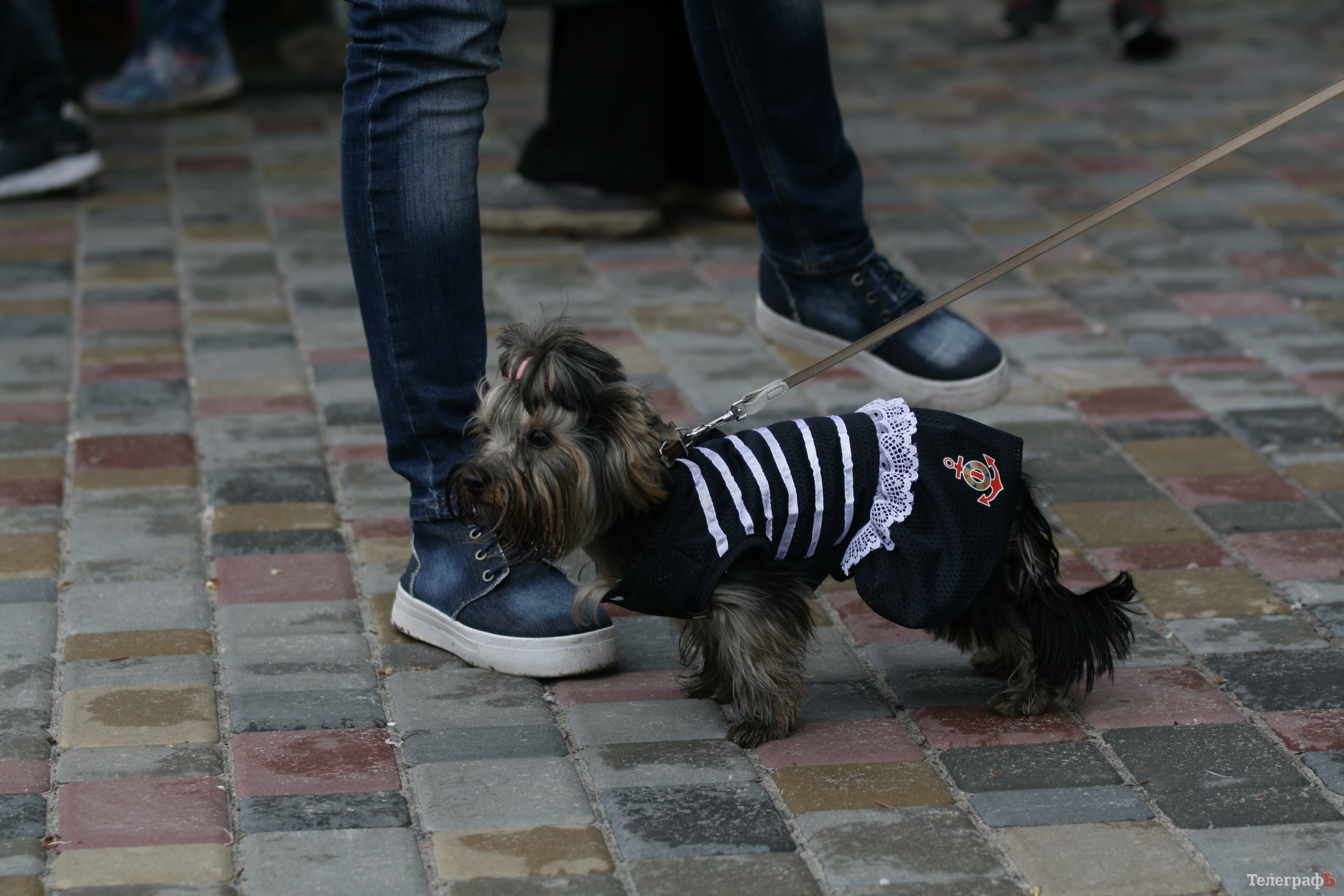 Парад животных в Кременчуге: голосование за участников Парад животных в Кременчуге: голосование за участников