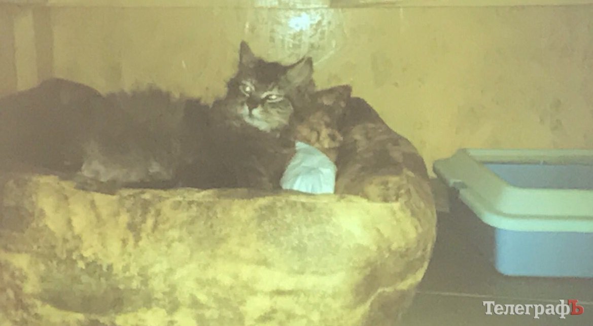 В Кременчуге открылся кошачий «приют» В Кременчуге открылся кошачий «приют»