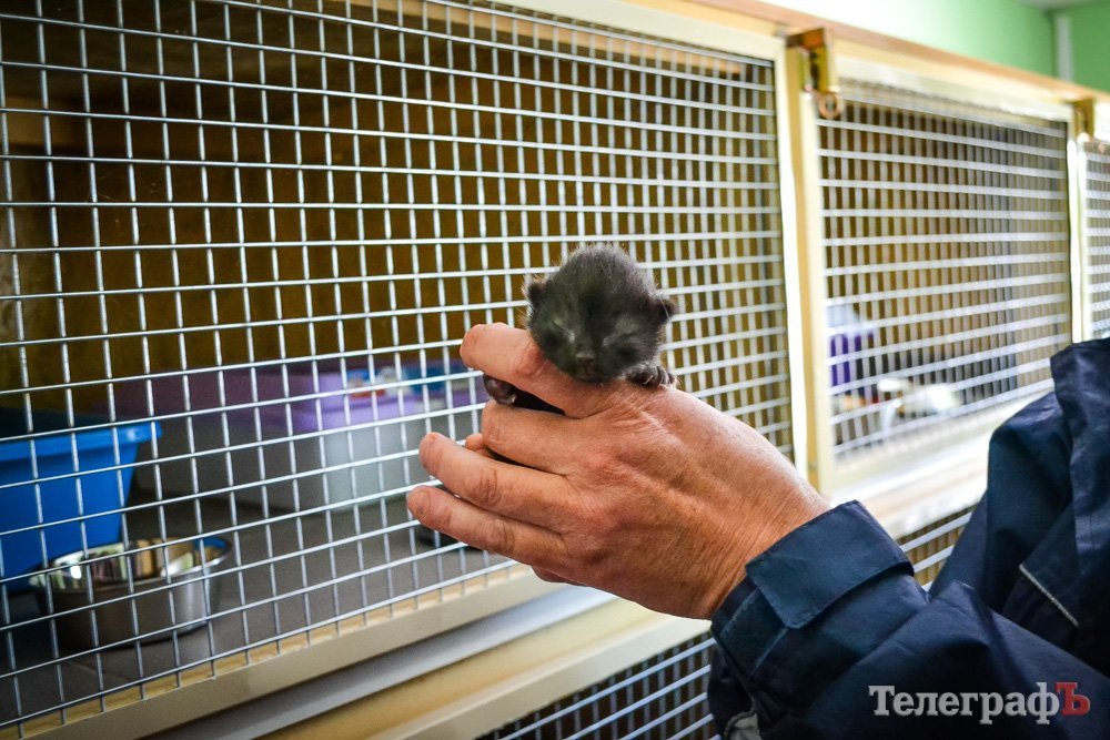 Кременчугские котики в приюте будут жить как в американских фильмах Кременчугские котики в приюте будут жить как в американских фильмах