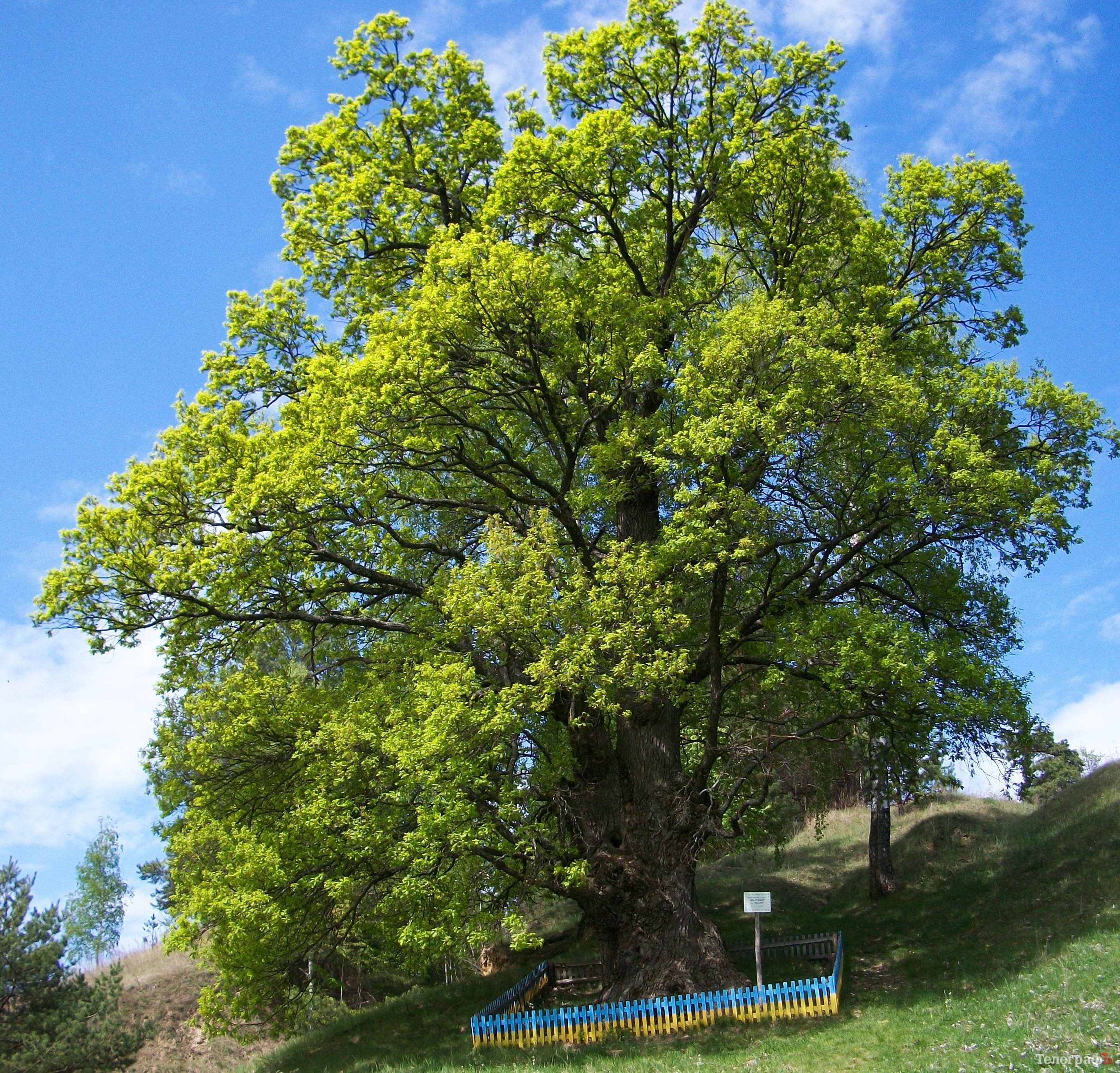 Там, где ходили мамонты – Путешествуй с «Телеграфом» Там, где ходили мамонты – Путешествуй с «Телеграфом»