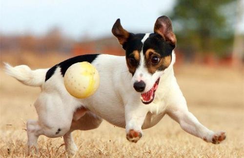 Вікінги, собаки та йога: куди кременчужанам податися пофестивалити у червні Вікінги, собаки та йога: куди кременчужанам податися пофестивалити у червні