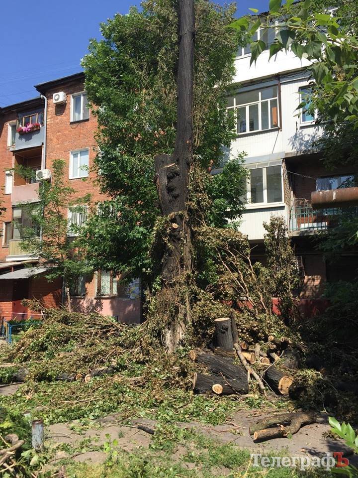 Фотофакт: в Кременчуге аллергики придумали новый метод борьбы с тополиным пухом Фотофакт: в Кременчуге аллергики придумали новый метод борьбы с тополиным пухом