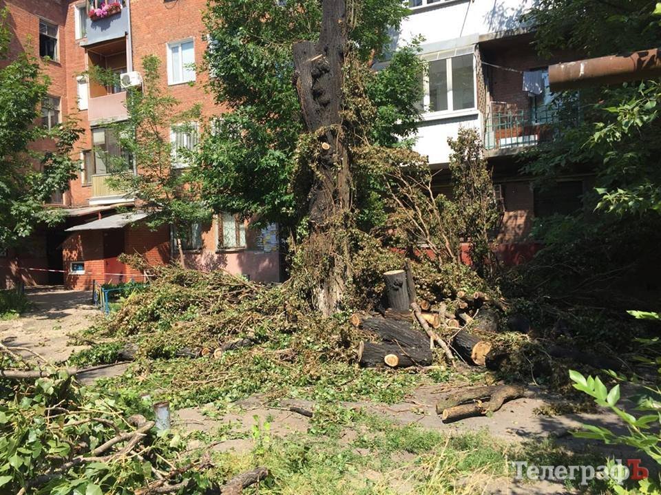 Фотофакт: в Кременчуге аллергики придумали новый метод борьбы с тополиным пухом Фотофакт: в Кременчуге аллергики придумали новый метод борьбы с тополиным пухом