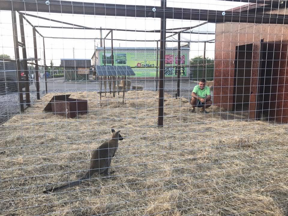 У Кременчуці з'явилися кенгуру У Кременчуці з'явилися кенгуру