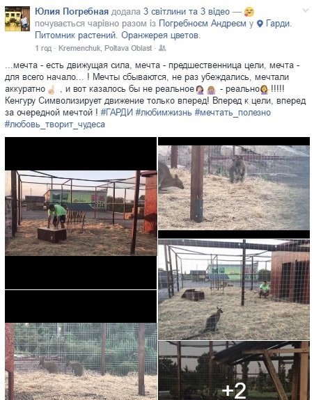 У Кременчуці з'явилися кенгуру У Кременчуці з'явилися кенгуру