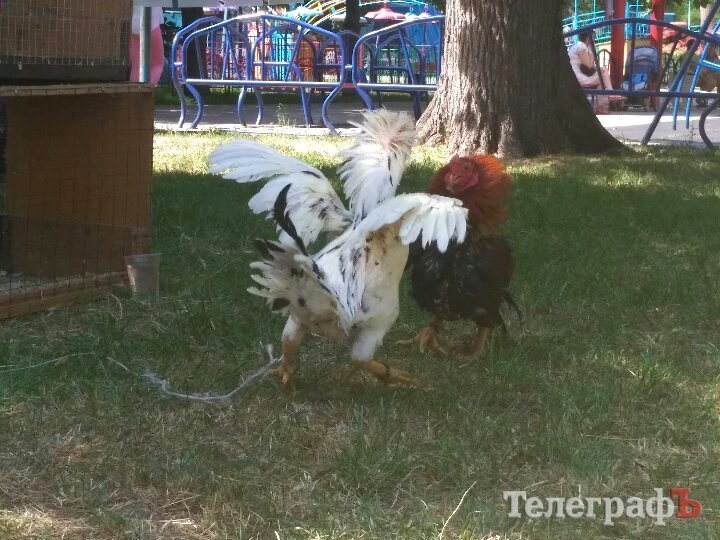 Кролик-вівчарка, бойові півні та єноти, чим ще дивувала виставка «У світі тварин» Кролик-вівчарка, бойові півні та єноти, чим ще дивувала виставка «У світі тварин»