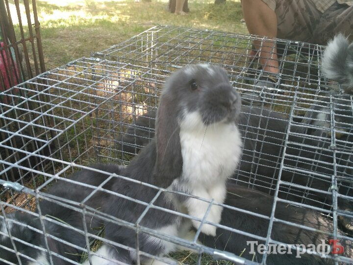 Кролик-вівчарка, бойові півні та єноти, чим ще дивувала виставка «У світі тварин» Кролик-вівчарка, бойові півні та єноти, чим ще дивувала виставка «У світі тварин»