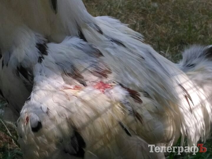 Кролик-вівчарка, бойові півні та єноти, чим ще дивувала виставка «У світі тварин» Кролик-вівчарка, бойові півні та єноти, чим ще дивувала виставка «У світі тварин»