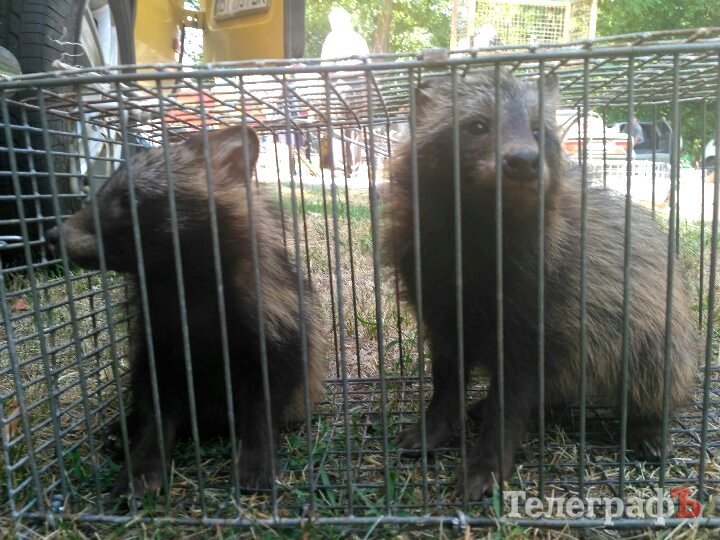 Кролик-вівчарка, бойові півні та єноти, чим ще дивувала виставка «У світі тварин» Кролик-вівчарка, бойові півні та єноти, чим ще дивувала виставка «У світі тварин»
