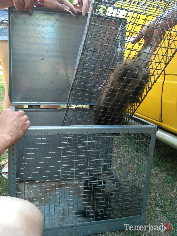 Кролик-вівчарка, бойові півні та єноти, чим ще дивувала виставка «У світі тварин» Кролик-вівчарка, бойові півні та єноти, чим ще дивувала виставка «У світі тварин»