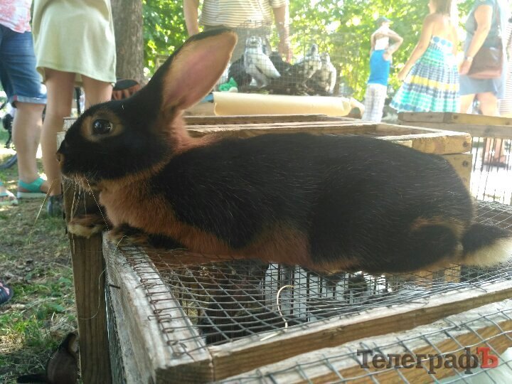 Кролик-вівчарка, бойові півні та єноти, чим ще дивувала виставка «У світі тварин» Кролик-вівчарка, бойові півні та єноти, чим ще дивувала виставка «У світі тварин»