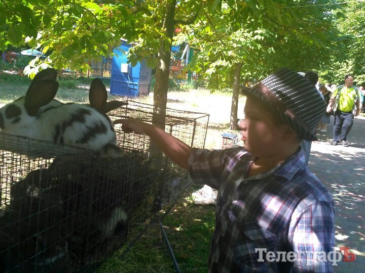 Кролик-вівчарка, бойові півні та єноти, чим ще дивувала виставка «У світі тварин» Кролик-вівчарка, бойові півні та єноти, чим ще дивувала виставка «У світі тварин»