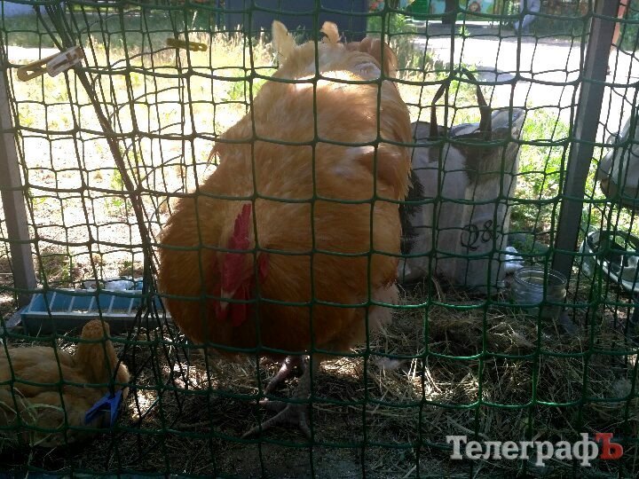 Кролик-вівчарка, бойові півні та єноти, чим ще дивувала виставка «У світі тварин» Кролик-вівчарка, бойові півні та єноти, чим ще дивувала виставка «У світі тварин»