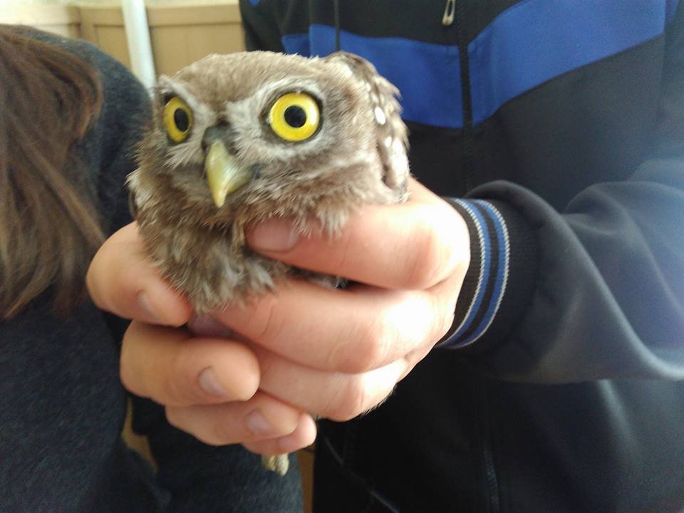 Обережно, «з неба» падають сови Обережно, «з неба» падають сови