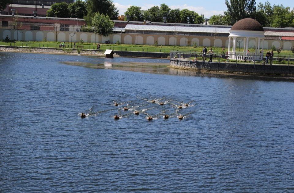 Тепер у Міському саду на десять «Кря-кря» більше Тепер у Міському саду на десять «Кря-кря» більше