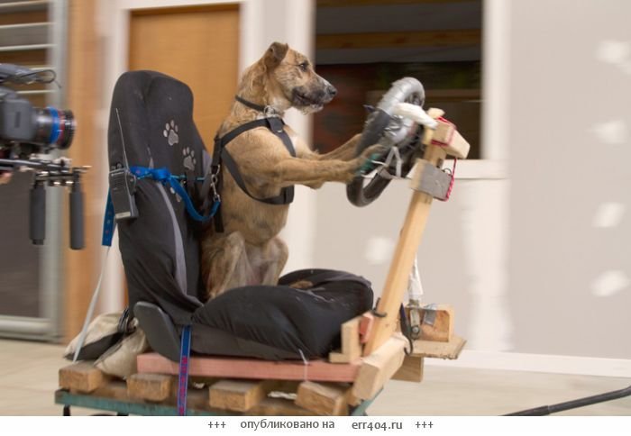 В конце рабочего дня: пёс, управляющий машиной лучше многих кременчужан В конце рабочего дня: пёс, управляющий машиной лучше многих кременчужан