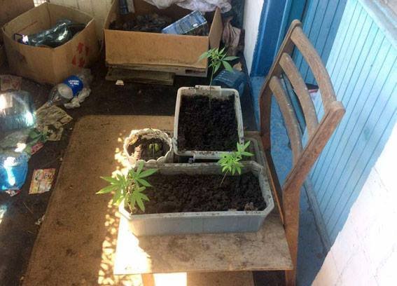 Мешканець Горішніх Плавнів розвів на балконі конопляні сади Семіраміди Мешканець Горішніх Плавнів розвів на балконі конопляні сади Семіраміди