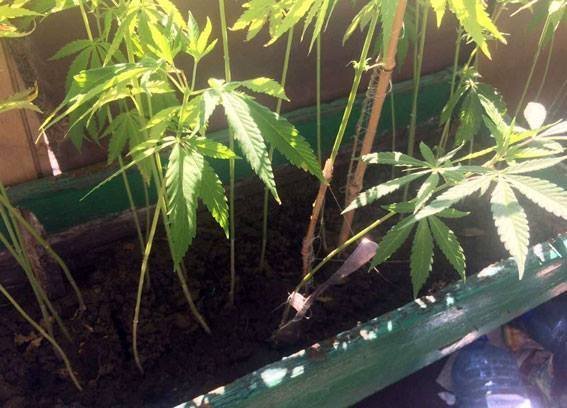 Мешканець Горішніх Плавнів розвів на балконі конопляні сади Семіраміди Мешканець Горішніх Плавнів розвів на балконі конопляні сади Семіраміди