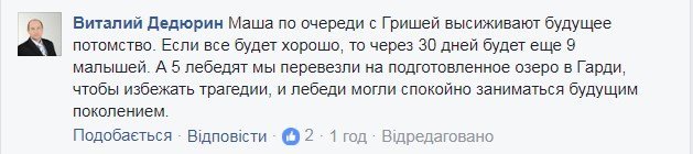 «А лєбєдь красівий?»: директор Міськсаду змонтував кліп про любов між ним та Гришею «А лєбєдь красівий?»: директор Міськсаду змонтував кліп про любов між ним та Гришею