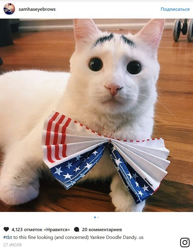 В конце рабочего дня: самые популярные коты Сети В конце рабочего дня: самые популярные коты Сети