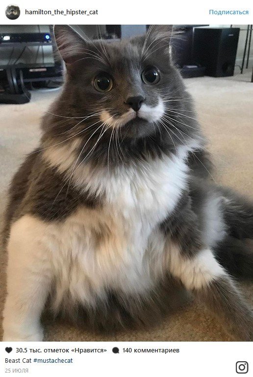 В конце рабочего дня: самые популярные коты Сети В конце рабочего дня: самые популярные коты Сети