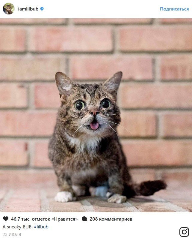 В конце рабочего дня: самые популярные коты Сети В конце рабочего дня: самые популярные коты Сети