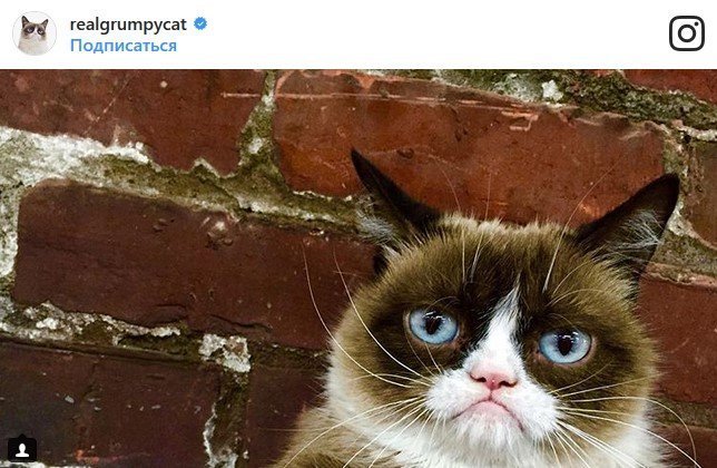 В конце рабочего дня: самые популярные коты Сети В конце рабочего дня: самые популярные коты Сети