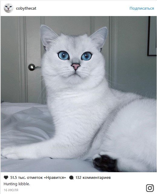 В конце рабочего дня: самые популярные коты Сети В конце рабочего дня: самые популярные коты Сети