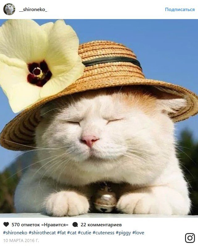 В конце рабочего дня: самые популярные коты Сети В конце рабочего дня: самые популярные коты Сети