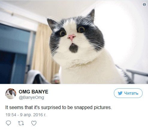 В конце рабочего дня: самые популярные коты Сети В конце рабочего дня: самые популярные коты Сети