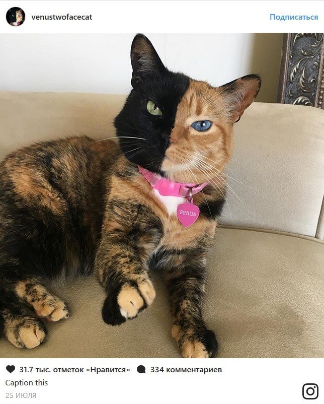 В конце рабочего дня: самые популярные коты Сети В конце рабочего дня: самые популярные коты Сети