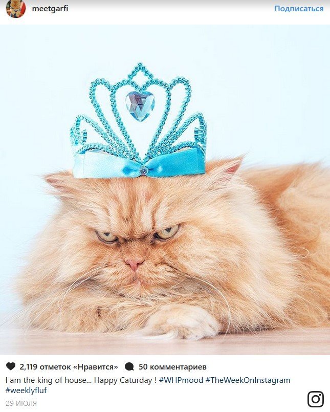 В конце рабочего дня: самые популярные коты Сети В конце рабочего дня: самые популярные коты Сети