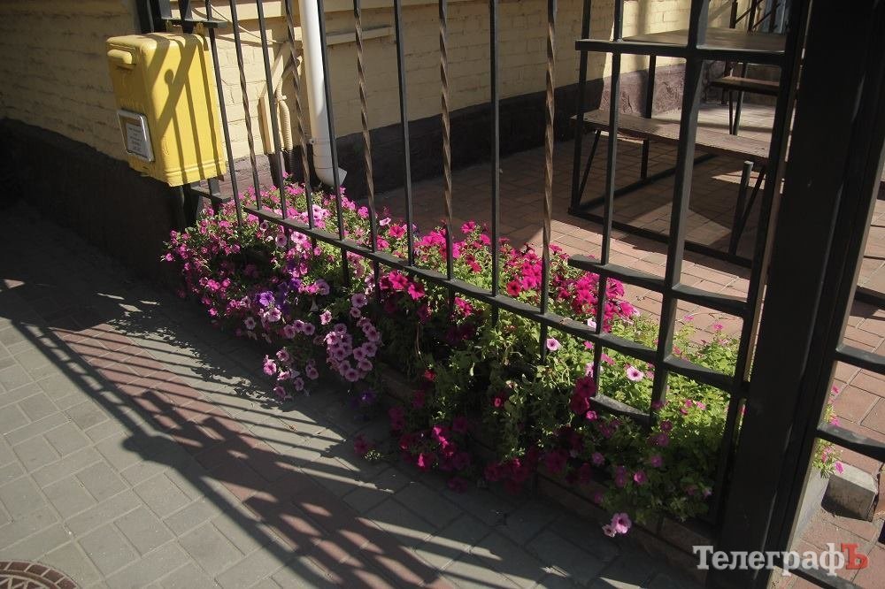 Благодаря крюковским полицейским петунии вернулись домой Благодаря крюковским полицейским петунии вернулись домой