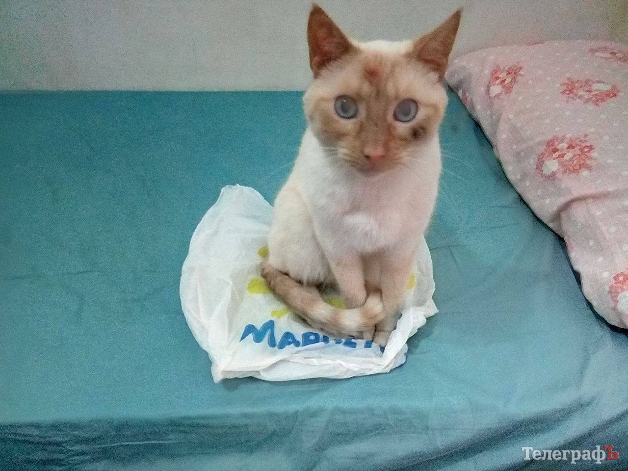 Кременчугский пакет съездил в Европу по безвизу. А как ты провел свое лето? Кременчугский пакет съездил в Европу по безвизу. А как ты провел свое лето?