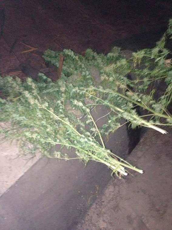 Весёлый охотник: у жителя Кременчугского района нашли наркотики и оружие Весёлый охотник: у жителя Кременчугского района нашли наркотики и оружие