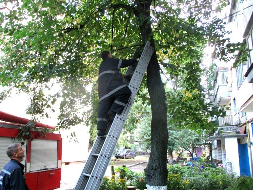 Рятувальники врятували ще одного кременчуцького пухнастика Рятувальники врятували ще одного кременчуцького пухнастика