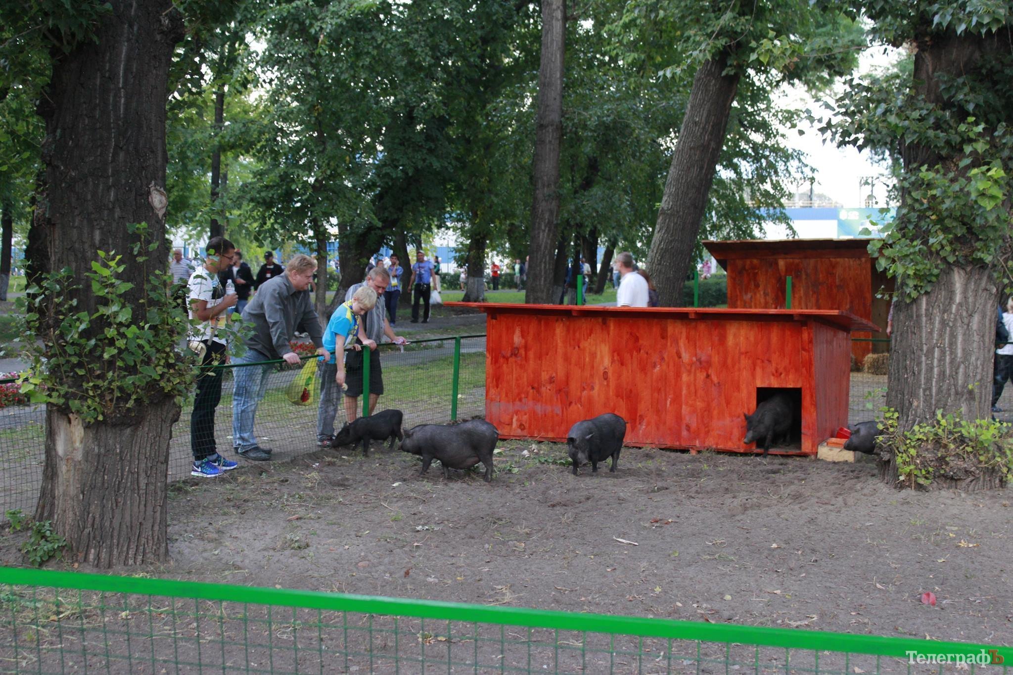 «Почему наше мнение не учитывают?» - кременчужанка встала на защиту свинок в Горсаду «Почему наше мнение не учитывают?» - кременчужанка встала на защиту свинок в Горсаду