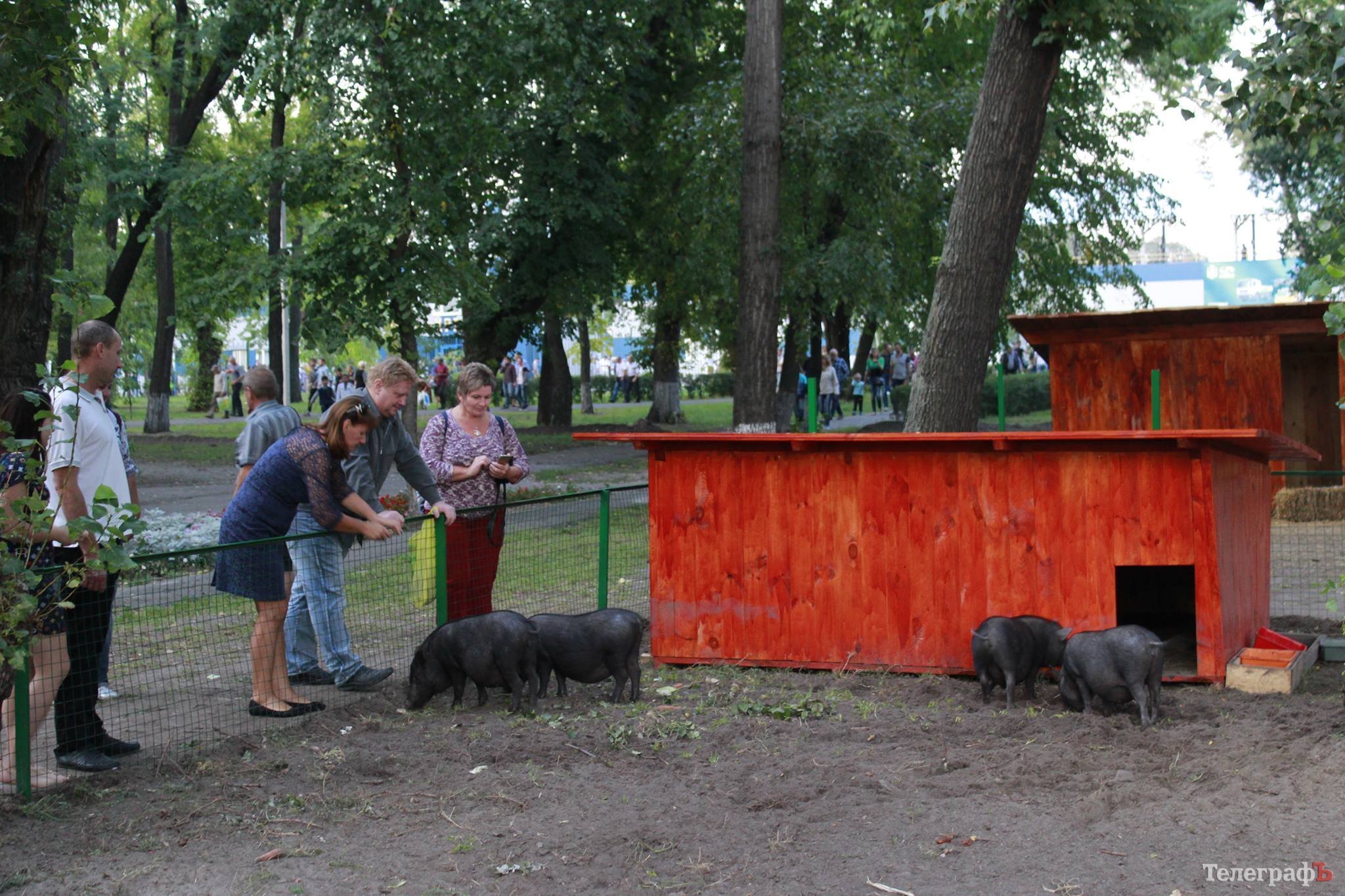 «Почему наше мнение не учитывают?» - кременчужанка встала на защиту свинок в Горсаду «Почему наше мнение не учитывают?» - кременчужанка встала на защиту свинок в Горсаду