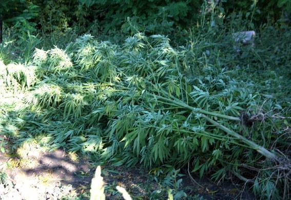 Под Кременчугом полиция собрала урожай конопли – еле в прицеп поместилась Под Кременчугом полиция собрала урожай конопли – еле в прицеп поместилась