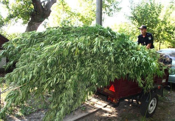 Под Кременчугом полиция собрала урожай конопли – еле в прицеп поместилась Под Кременчугом полиция собрала урожай конопли – еле в прицеп поместилась