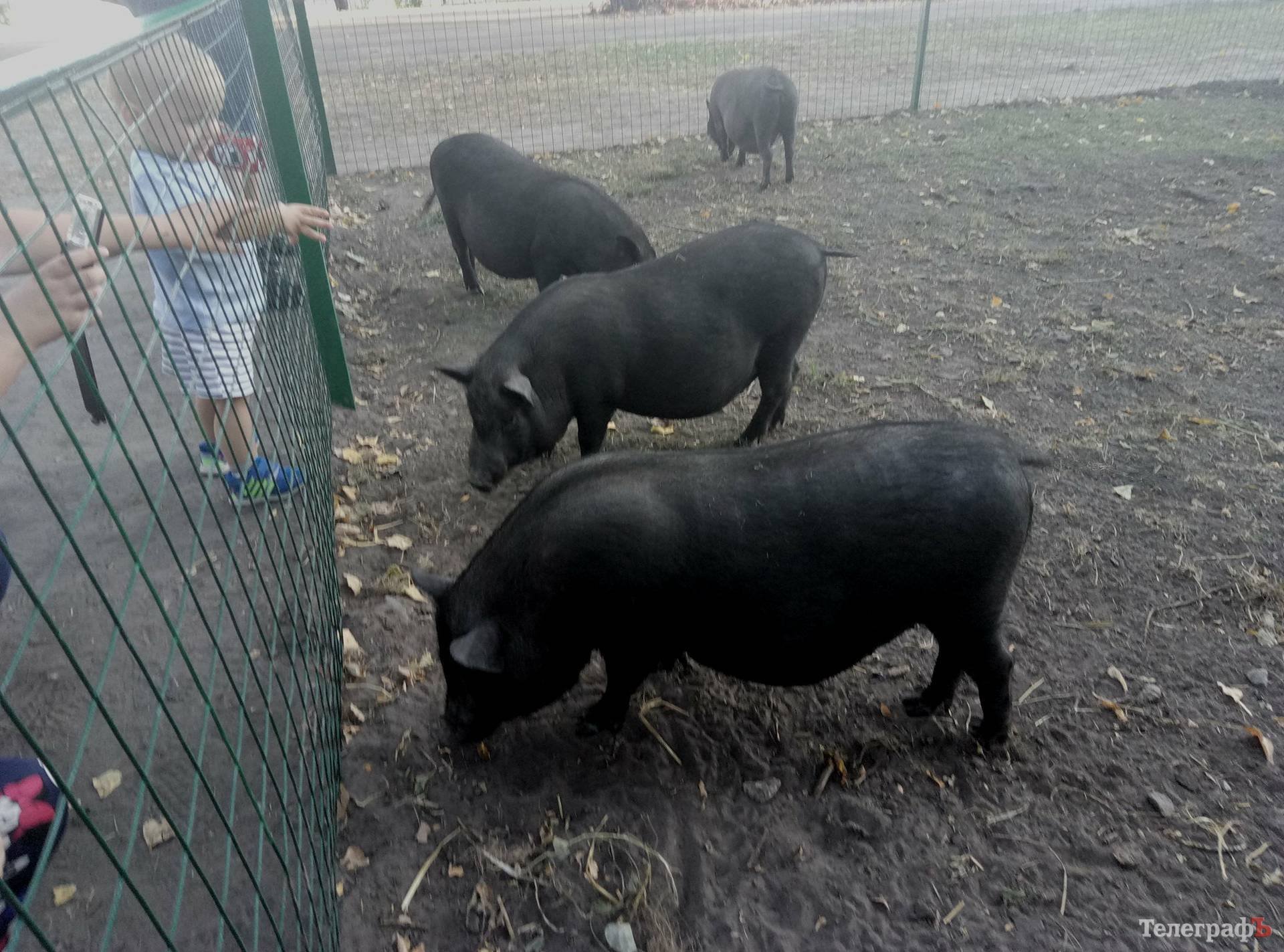 «Почему наше мнение не учитывают?» - кременчужанка встала на защиту свинок в Горсаду «Почему наше мнение не учитывают?» - кременчужанка встала на защиту свинок в Горсаду